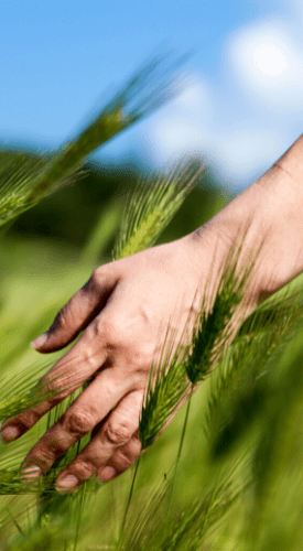 hand touching grass softly